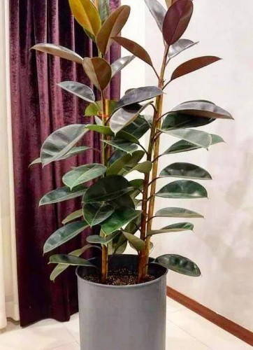 فیکوس بلند دو شاخه کنار سالنی