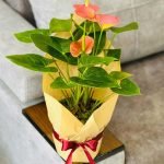 بهترین هدیه گل ولنتاین آنتریوم