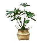 گل برگ انجیری 981A