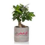 بونسای-جنسینگ-983A