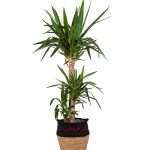گیاه یوکا سه تنه 988A