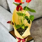 گلدان گل آنتوریوم