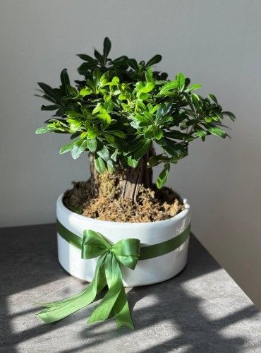 گیاه مناسب هدیه