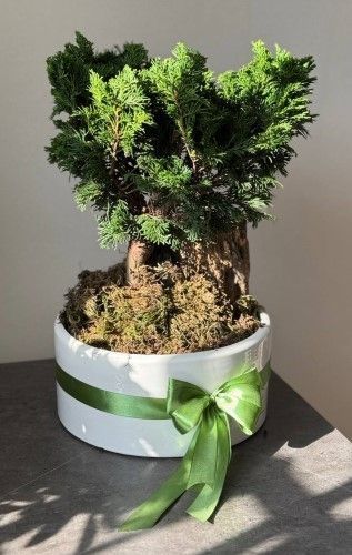 بونسای برای هدیه دادن
