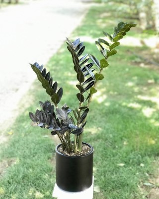 گیاه آپارتمانی مخصوص محیط های کم نور