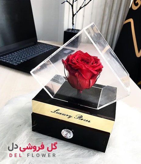 گل رز مینیاتوری