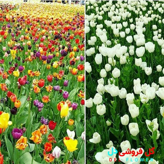 انواع گل لاله هندی