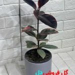 فیکوس شرابی