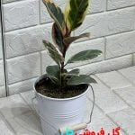 فیکوس ابلق