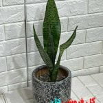 سانسوریا کرواتی سبز