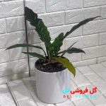 فیلودندرون کنگره سبز