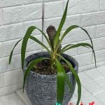 گیاه گلدانی یوکا