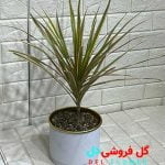 دراسنا پرچمی طلایی