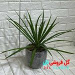 دراسنا پرچمی سبز
