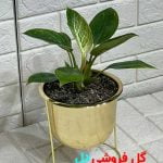 فیلودندرون برکین